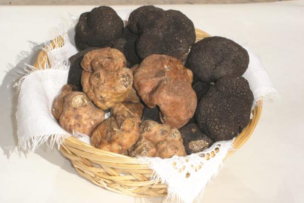 Black and white truffles from Molise region, Italy (Photo by: MOLISE REGION)