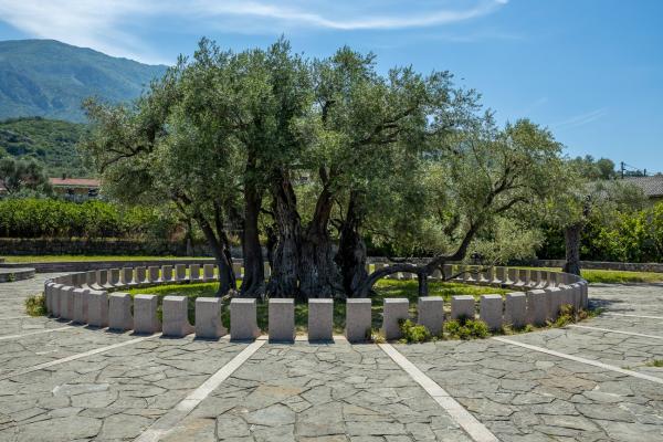Old Olive Tree, Montenegro (Photo by: Ministry of Economic Development, Montenegro)